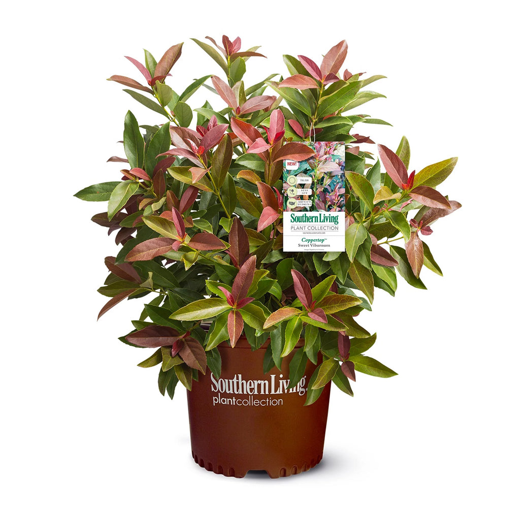 Viburnum Live Shrub 2 Gallon G1199