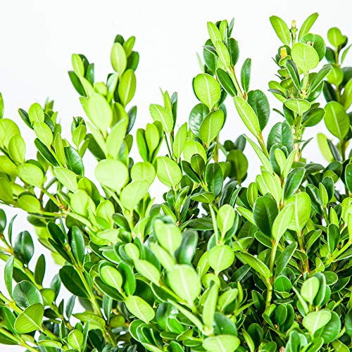 Wintergreen Boxwood, 1 Gallon C46923