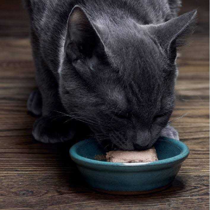 Wet Kitten Food Pate K13422