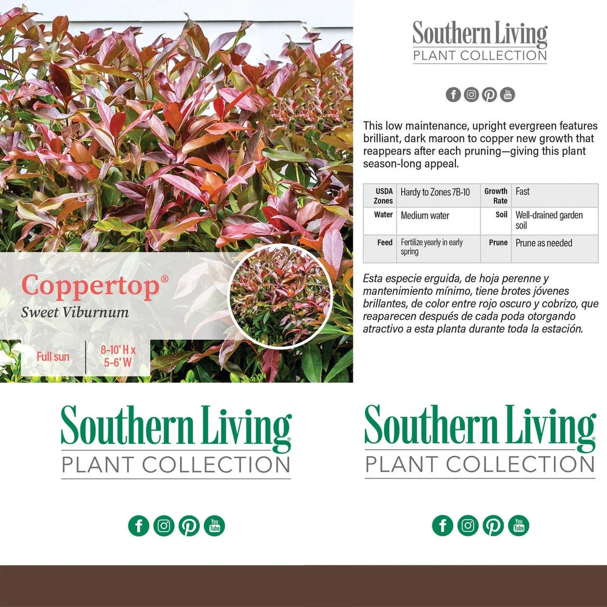 Viburnum Live Shrub 2 Gallon G1199