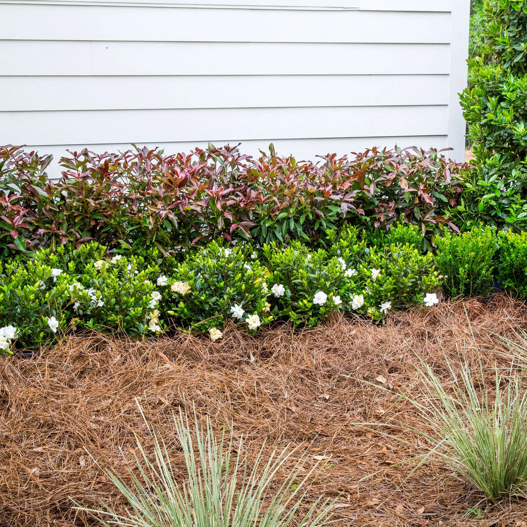 Viburnum Live Shrub 2 Gallon G1199
