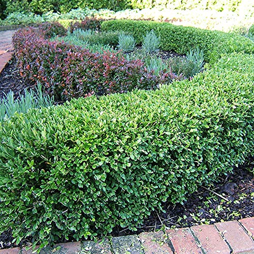 Wintergreen Boxwood, 1 Gallon C46923