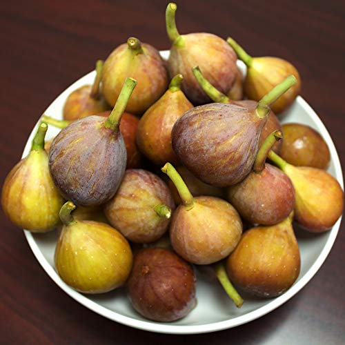 Brown Turkey Fig Tree Live Plant, 3 Gallon H9601