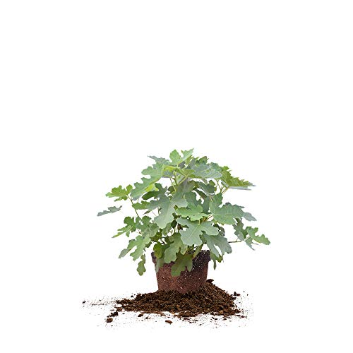 Brown Turkey Fig Tree Live Plant, 3 Gallon H9601