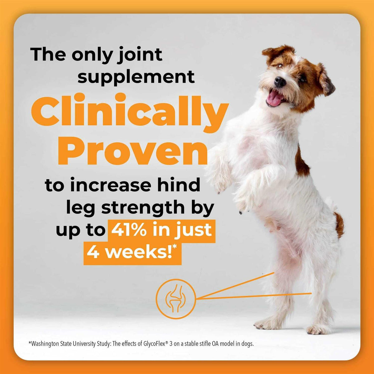 Joint Supplement for Dogs G577671