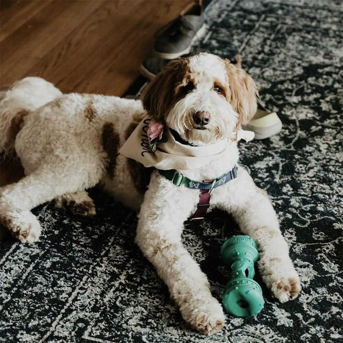 Dog Chew Q311