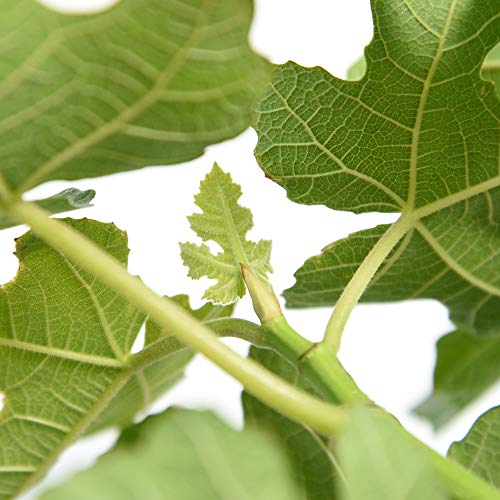 Brown Turkey Fig Tree Live Plant, 3 Gallon H9601