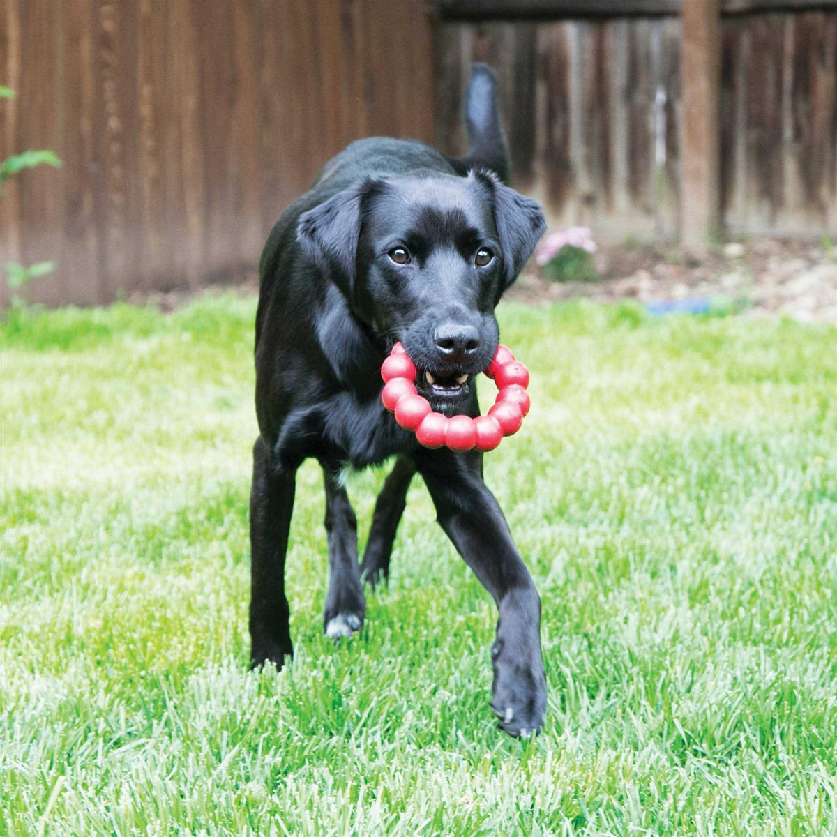 Ring Chew Toy M130253