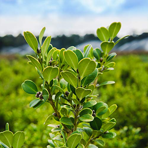 Wintergreen Boxwood, 1 Gallon C46923