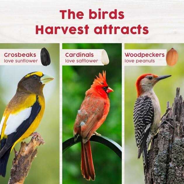 Red Berry & Nut Bird Food R246