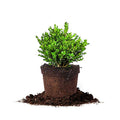 Wintergreen Boxwood, 1 Gallon C46923