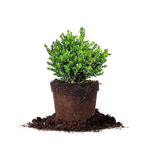 Wintergreen Boxwood, 1 Gallon C46923