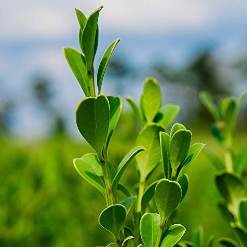 Wintergreen Boxwood, 1 Gallon C46923
