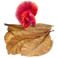 Indian Almond Leaves Water Conditioner for Freshwater Aquarium L21064