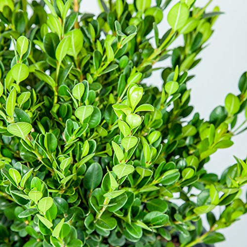 Wintergreen Boxwood, 1 Gallon C46923