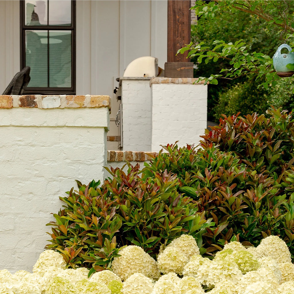 Viburnum Live Shrub 2 Gallon G1199