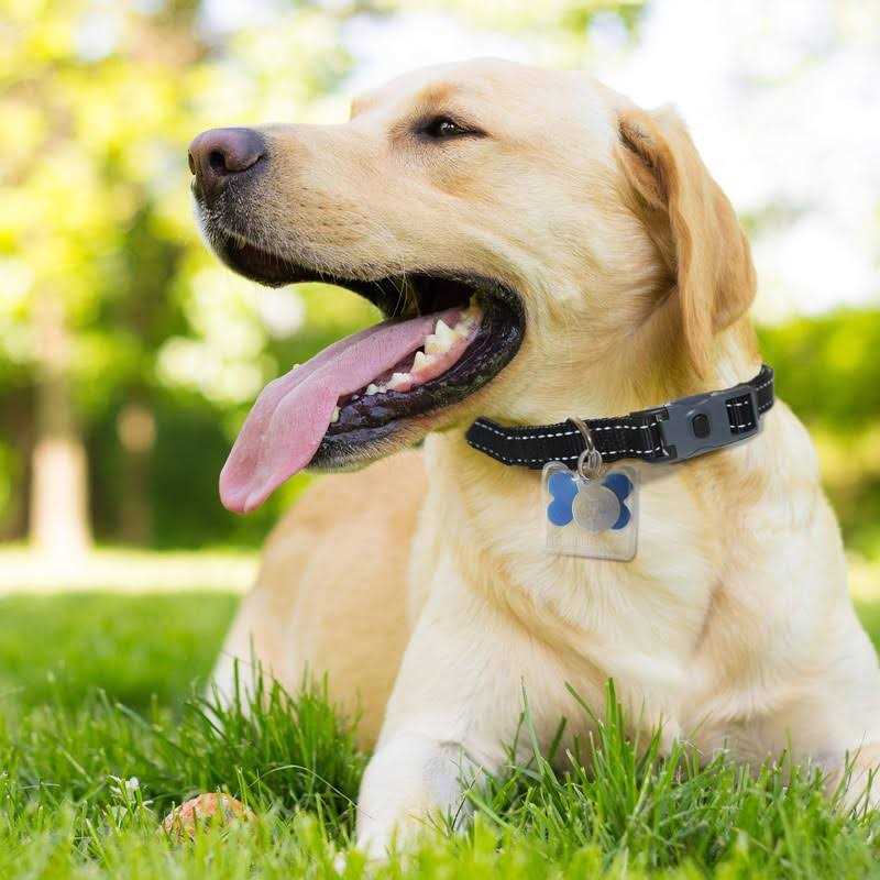 Dog Tag Silencer X9694