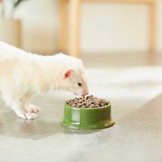 Ferret Diet W127567