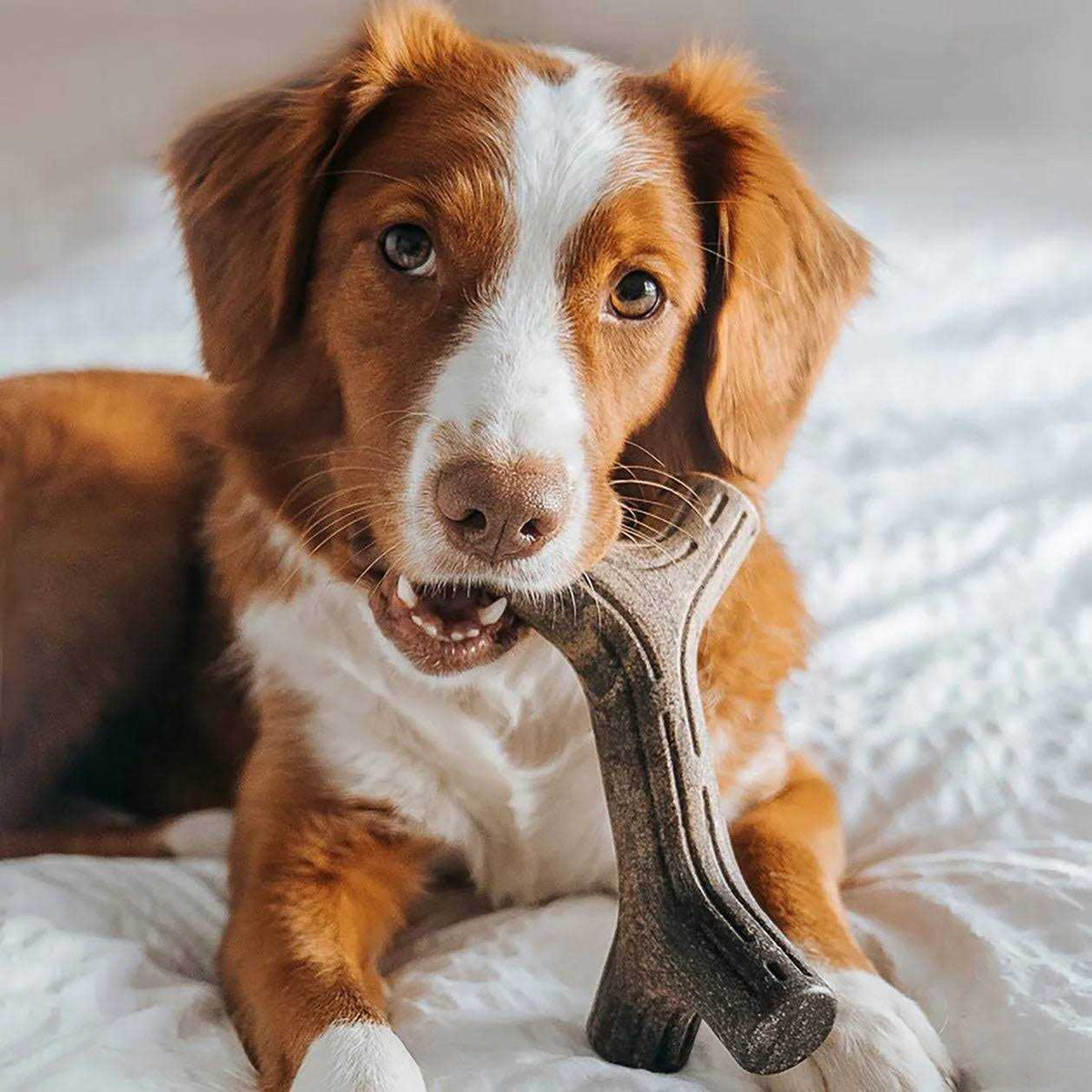 Dog Chew N30666