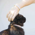 Cat Collar Breakaway J902