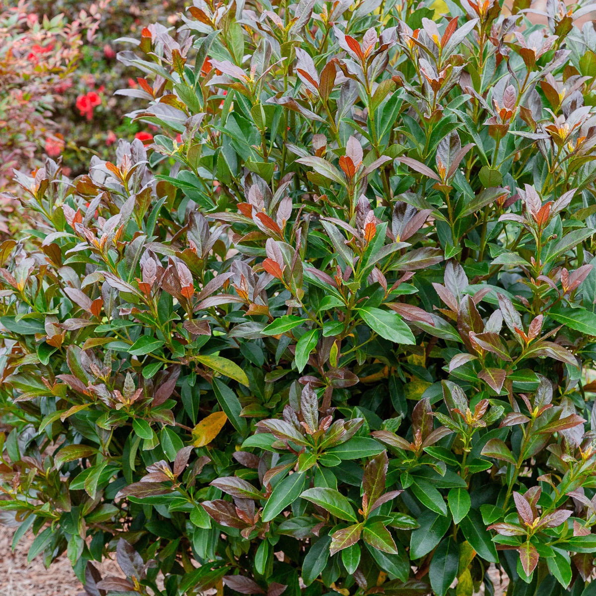 Viburnum Live Shrub 2 Gallon G1199