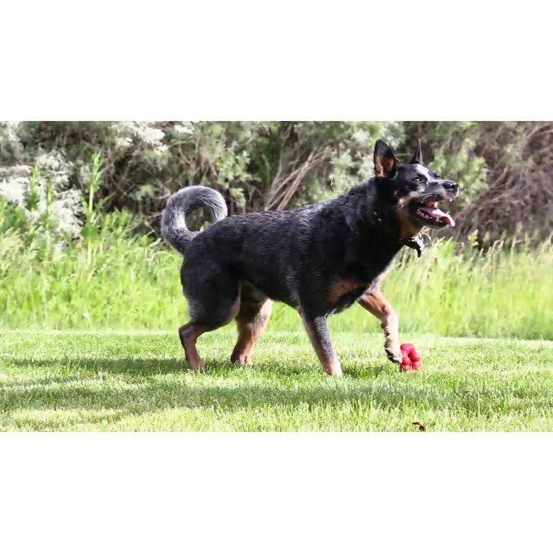 Ring Chew Toy M130253