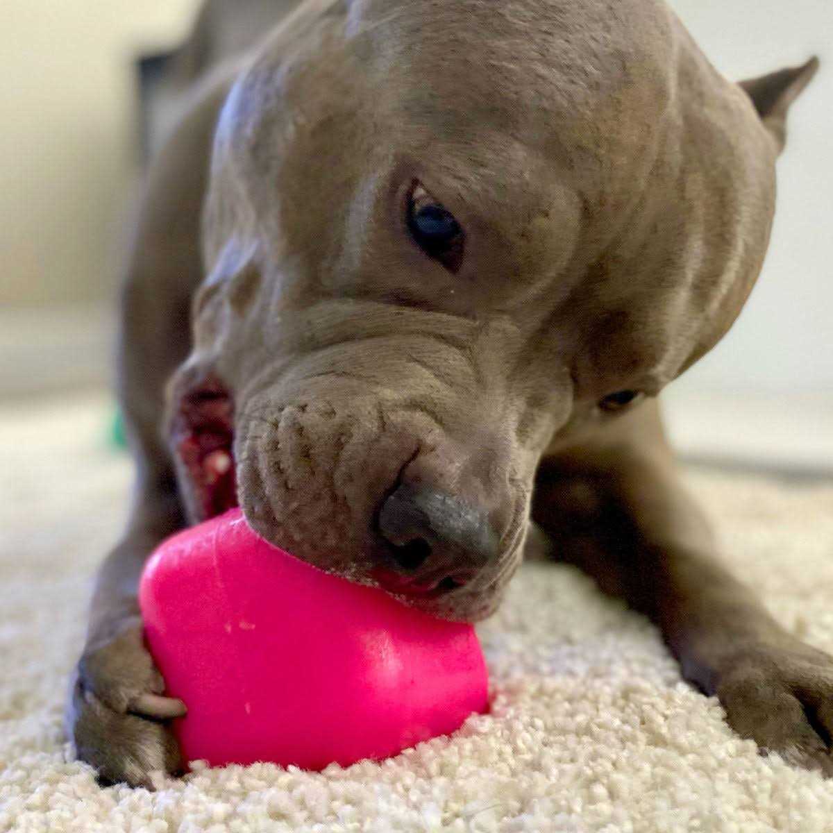 Cube Dog Toy L369459
